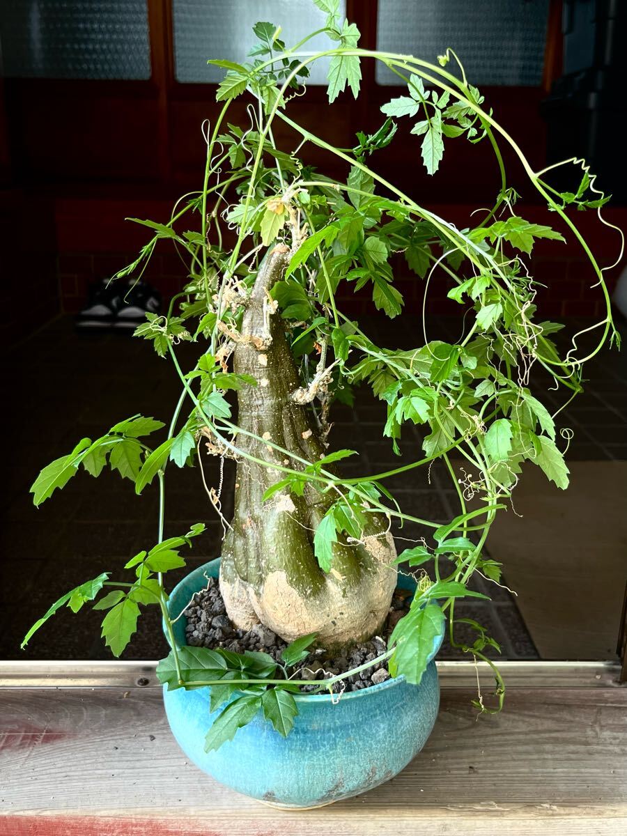 観葉植物 モモルディカ ロストラーダ 発根済み 塊根植物 コーデックス