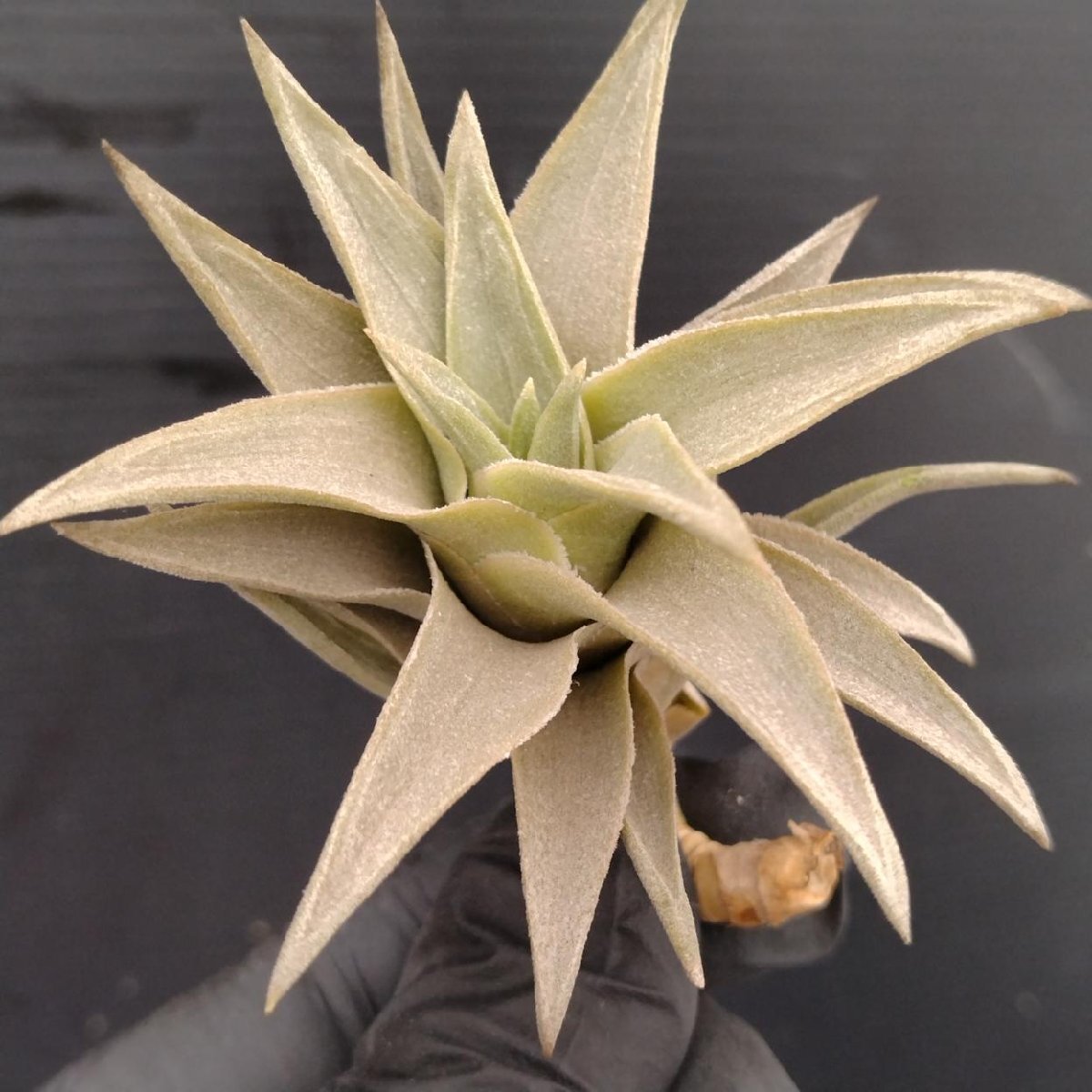 4169 「エアプランツ」tillandsia edithae v araucarifolia 抜き苗【7