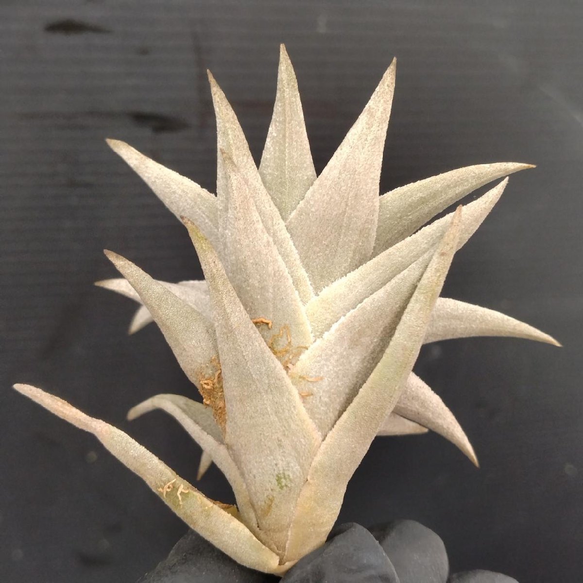 4169 「エアプランツ」tillandsia edithae v araucarifolia 抜き苗【7