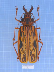 ウスバカミキリの値段と価格推移は？｜70件の売買データからウスバ