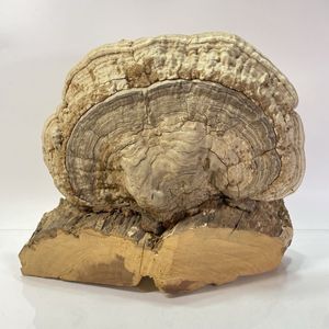 サルノコシカケの値段と価格推移は？｜4件の売買データから