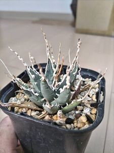 アガベ エボリスピナg001 陽炎 カゲロウ 強刺 中株【gypsy.plants