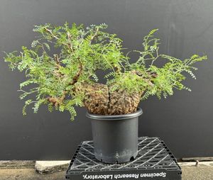 パキプスのYahoo!オークション(旧ヤフオク!)の相場・価格を見る｜Yahoo