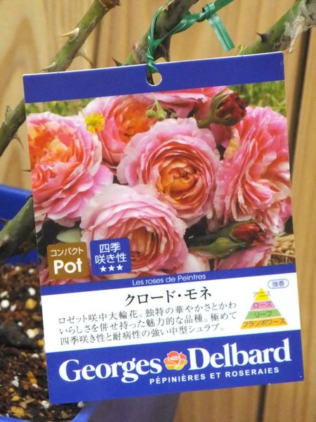★デルバール　バラ大苗　【クロード・モネ】★