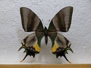 標本 蝶のYahoo!オークション(旧ヤフオク!)の相場・価格を見る｜Yahoo