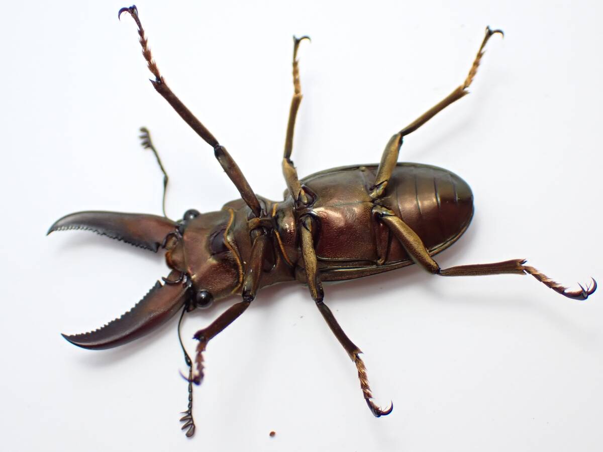モンタネルスホソアカクワガタ ♂41mm ♀28mm 成虫ペア モンタネルス