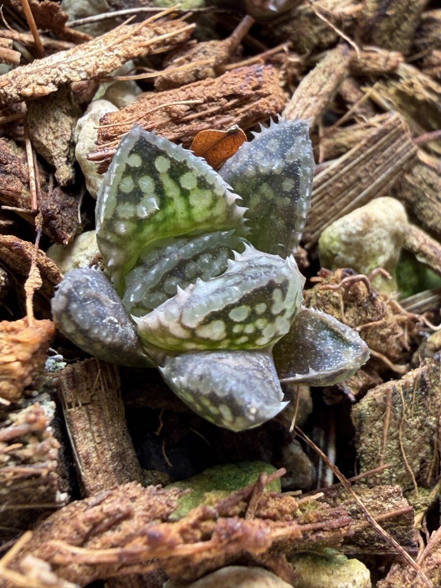ハオルチア 王蟲 (観葉植物)｜売買されたオークション情報、Yahoo