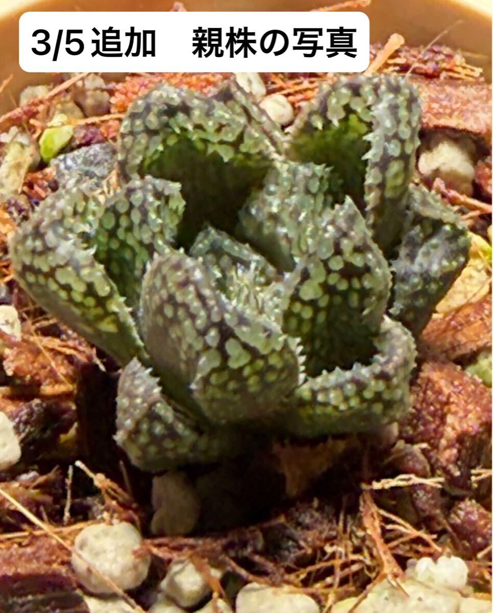 ハオルチア 王蟲 (観葉植物)｜売買されたオークション情報、Yahoo