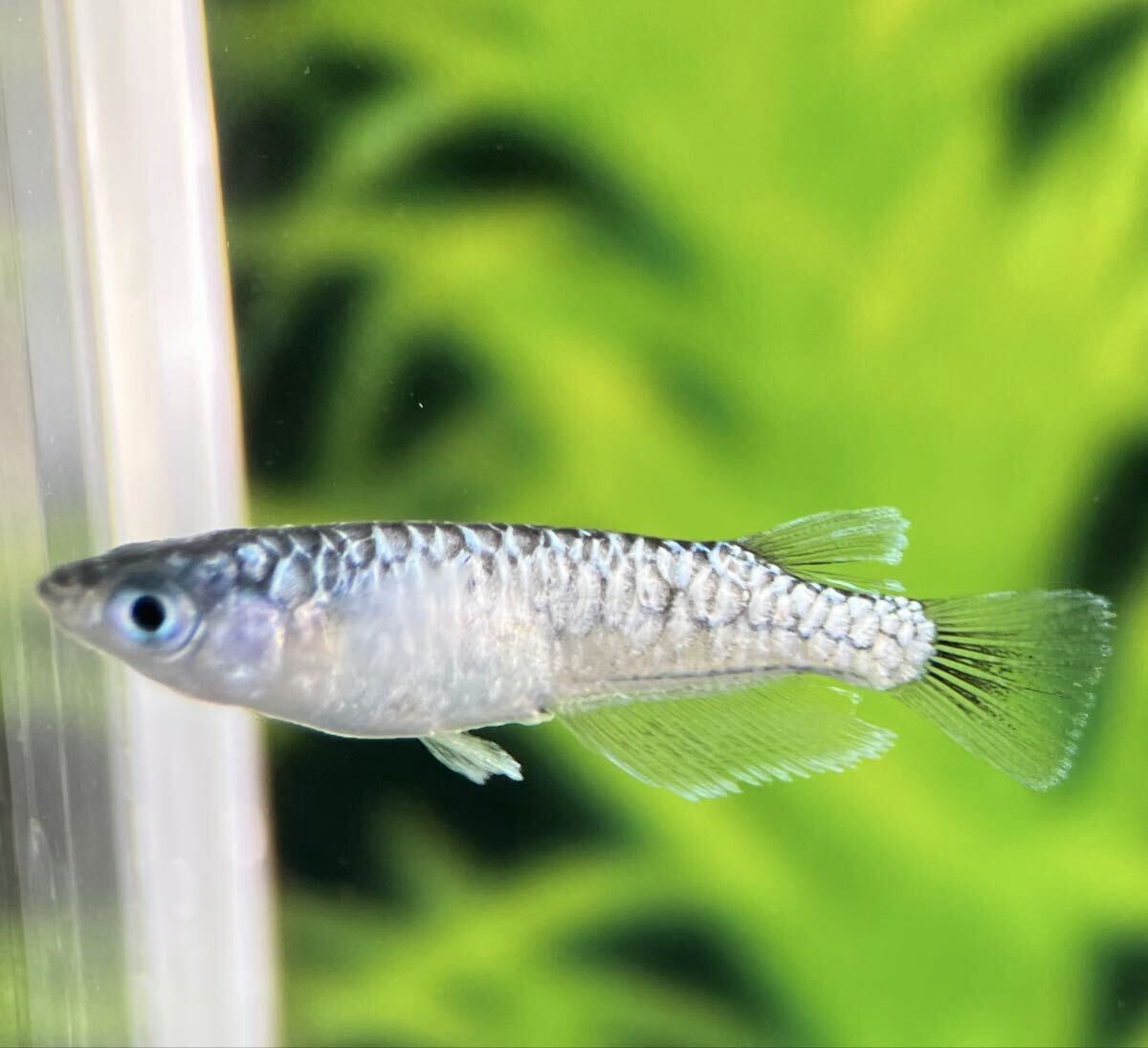LAめだか】極上【龍鱗】若魚1ペア【種親は無限めだか様血統】