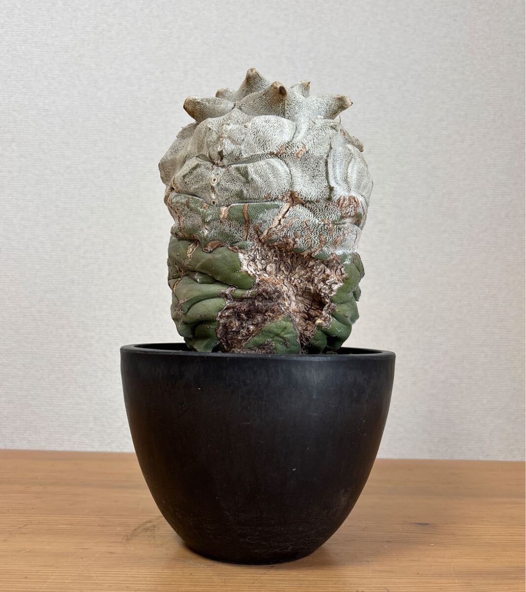 三角ランポー玉モンストローサ サボテン ランポー玉 モンストローサ(サボテン)｜売買された
