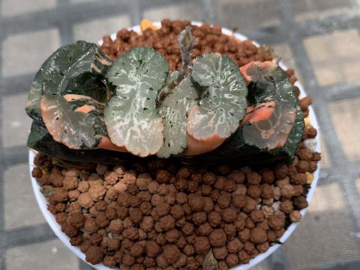 D28 多肉植物 ハオルチア オブツーサ錦 道長錦 糊斑 縞斑 斑入り 鮮明