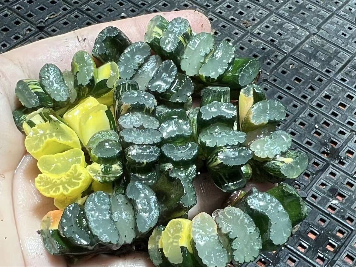 D28 多肉植物 ハオルチア オブツーサ錦 道長錦 糊斑 縞斑 斑入り 鮮明