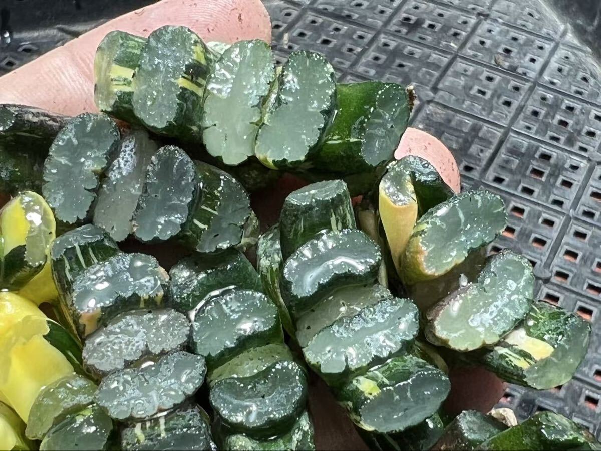 D28 多肉植物 ハオルチア オブツーサ錦 道長錦 糊斑 縞斑 斑入り 鮮明