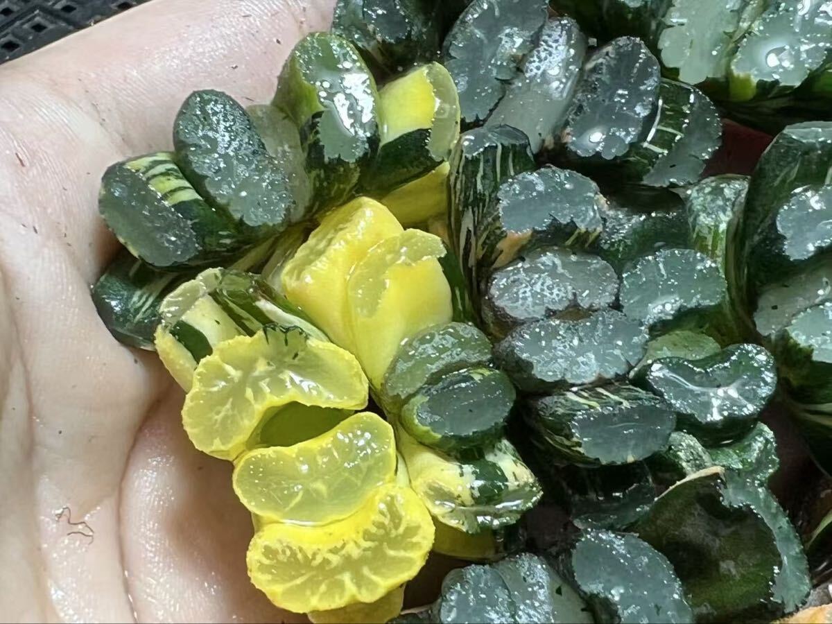 D28 多肉植物 ハオルチア オブツーサ錦 道長錦 糊斑 縞斑 斑入り 鮮明