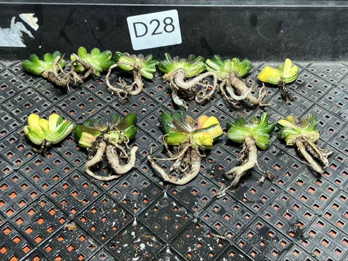 D28 多肉植物 ハオルチア オブツーサ錦 道長錦 糊斑 縞斑 斑入り 鮮明