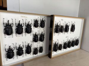 外国産カブトムシの値段と価格推移は？｜17件の売買データから外国産