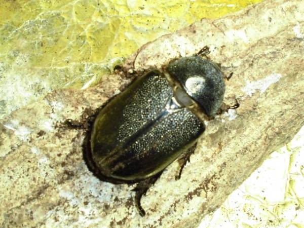 間もなく後食開始！ネプチューン６８ミリ♀単品