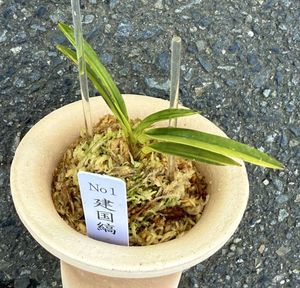 富貴蘭のYahoo!オークション(旧ヤフオク!)の相場・価格を見る｜Yahoo