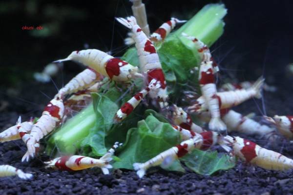 ■阿国えび■レッドBee１0匹！