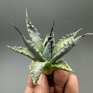 アガベ エボリスピナの値段と価格推移は？｜2158件の売買データから