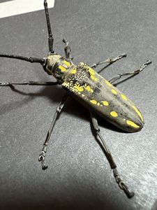 シロスジカミキリの値段と価格推移は？｜36件の売買データからシロスジ
