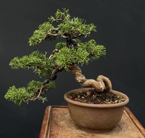 盆栽 【真柏（シンパク）】｜小品盆栽 樹高16cm 左右18.5cm 奥行17cm