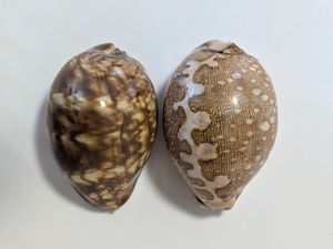 タカラガイ 標本の値段と価格推移は？｜40件の売買データから