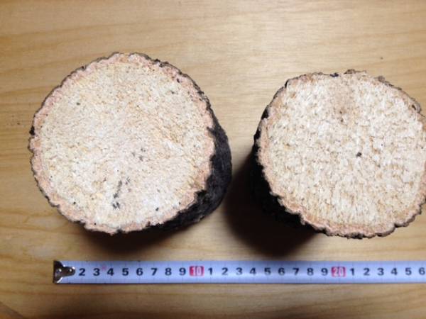 【川口商会】三草クヌギ特A飼育産卵木