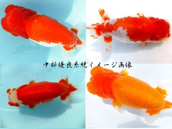 T 中部優良系統 らんちゅう稚魚 選別もれ 200匹 4の入札履歴 