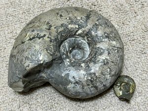 アンモナイト 北海道の値段と価格推移は？｜59件の売買データから
