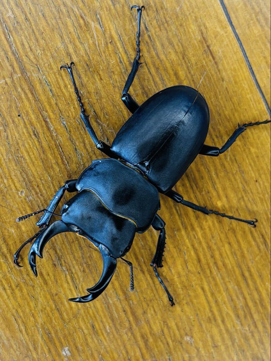 更に値下げ‼️キュウシュウ ヒメオオ、50ミリ ♂♀。赤字出品。 ヒメオオクワガタの値段と価格推移は？｜86件の売買データからヒメ