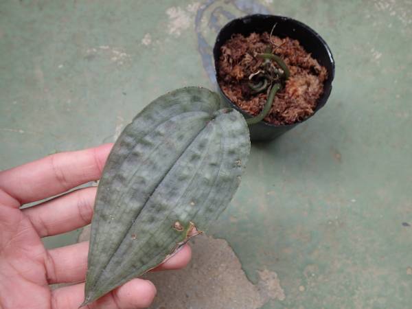 ミスコブルバム・コーディフォリウム　原種・園芸・洋ラン