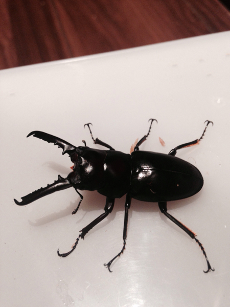 ☆ゲルツルード♪初2齢幼虫4頭SETです！！☆