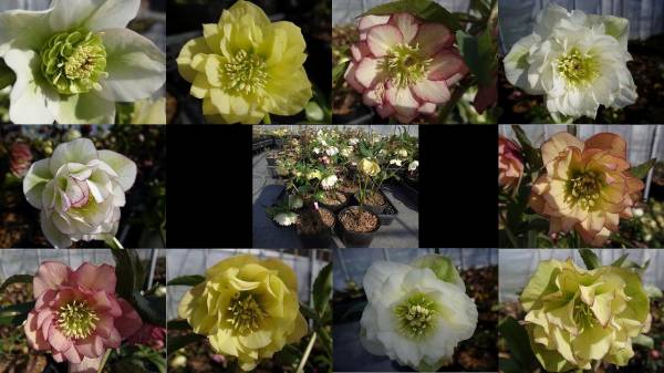 ☆angel☆クリスマスローズ開花株！１０株セット☆023