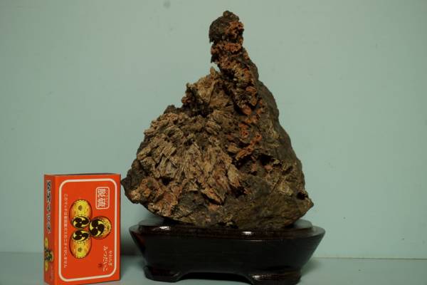 38根尾産菊花石 キバが見事な一輪 赤も入る 菊石 【公式通販】