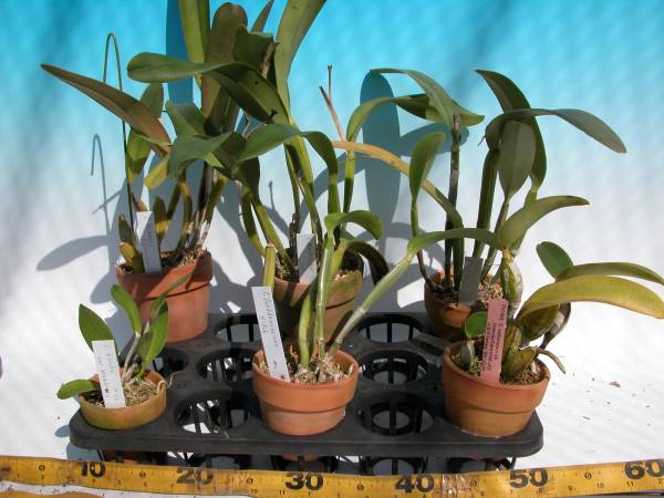 T♪洋蘭　カトレア原種６種セット その１　洋ラン