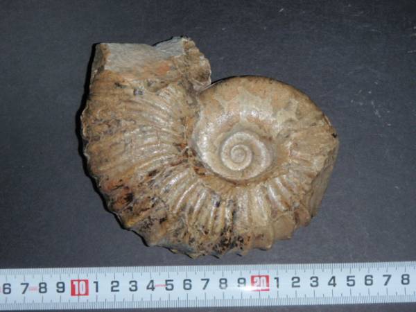 化石 北海道 羽幌産 アンモナイト アナゴードリセラス約960g