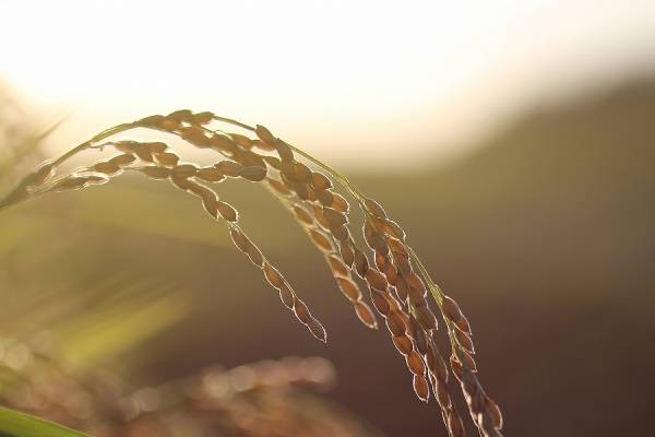 農家直販　26年産特別栽培米　秋田こまち　☆小分け無料☆