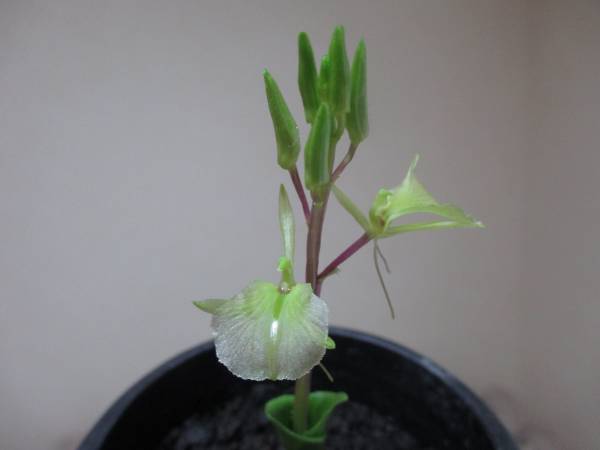 山野草　富士スズムシソウの貴重種「緑花」