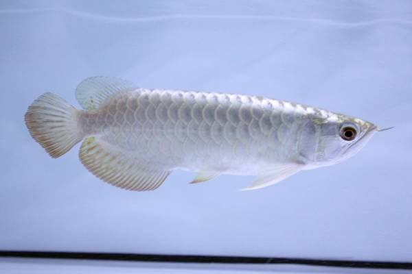 頭頂部まで発色剃り込みヘッドのキング・コングGold±28cm