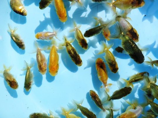 ■　天野氏　■当歳魚おまかせ３０匹セット（たね用）■