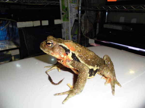 ナガレヒキガエル ５ カエル 売買されたオークション情報 Yahooの商品情報をアーカイブ公開 オークファン Aucfan Com