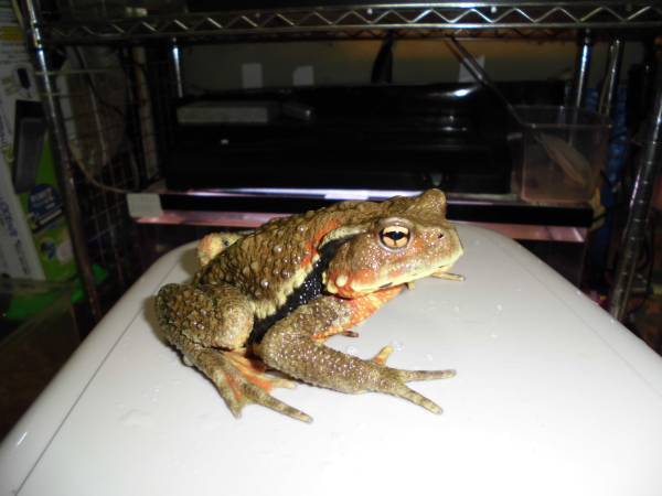 ナガレヒキガエル ５ カエル 売買されたオークション情報 Yahooの商品情報をアーカイブ公開 オークファン Aucfan Com