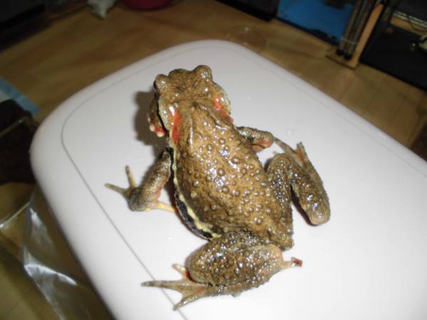 ナガレヒキガエル ５ カエル 売買されたオークション情報 Yahooの商品情報をアーカイブ公開 オークファン Aucfan Com