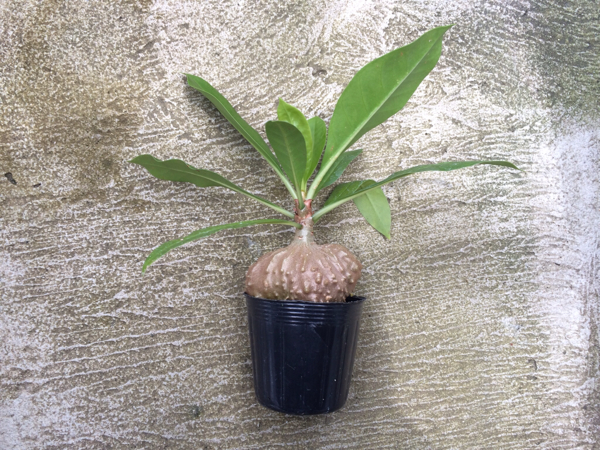 アリ植物 ミルメコディア ツベローサ Myrmecodia 実生選抜大球(観葉