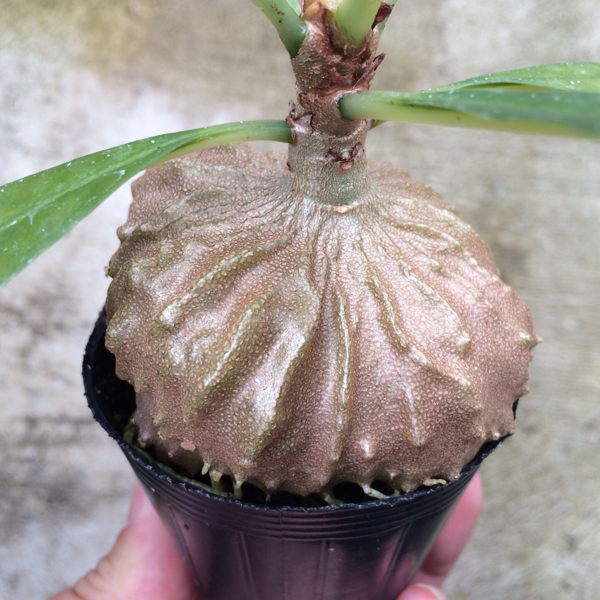 ミルメコディア ツベローサ アリ植物 観葉植物 熱帯植物 Myrmecodia Myrmecodia tuberosa ミルメコディア ツベローサ @itome_sp_ 伊藤さん