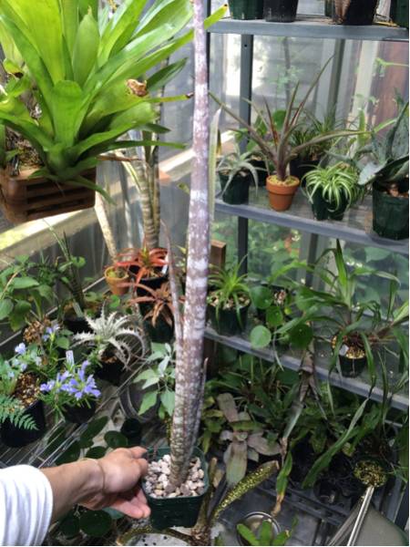 観葉植物 【希少】原種 ビルベルギア・メイエリ 山採り親株由来 実生株
