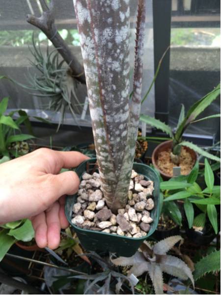観葉植物 【希少】原種 ビルベルギア・メイエリ 山採り親株由来 実生株