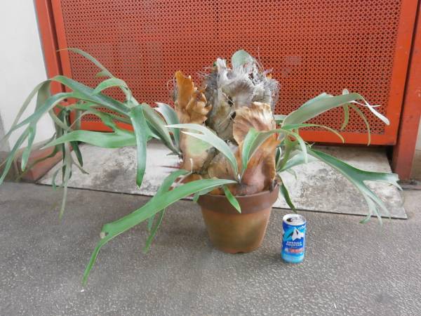 ☆コウモリラン・ケンイチ☆８号サイズ☆５０ｃｍ！