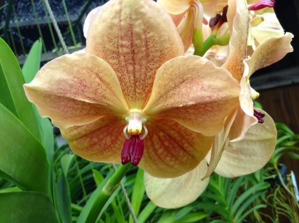 バンダ　V.Rasri Gold×V.Dr Anek #2　実生株